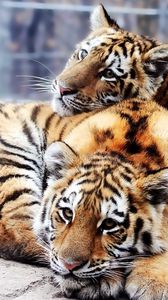 Preview wallpaper tigers, couple, young, lie