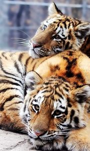 Preview wallpaper tigers, couple, young, lie