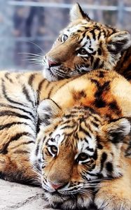 Preview wallpaper tigers, couple, young, lie