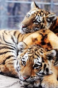 Preview wallpaper tigers, couple, young, lie