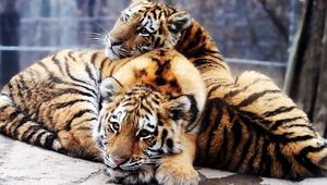 Preview wallpaper tigers, couple, young, lie