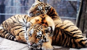 Preview wallpaper tigers, couple, young, lie