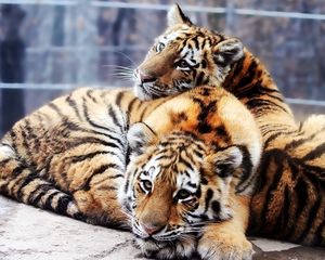 Preview wallpaper tigers, couple, young, lie