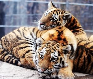 Preview wallpaper tigers, couple, young, lie