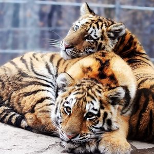 Preview wallpaper tigers, couple, young, lie
