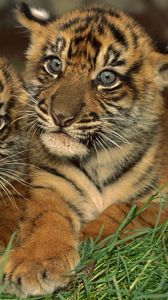 Preview wallpaper tigers, cubs, big cat, predator