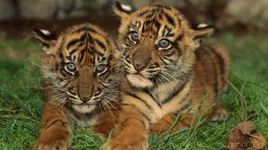 Preview wallpaper tigers, cubs, big cat, predator