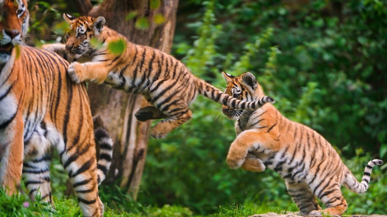 Wallpaper tigers, cubs, grass, jump