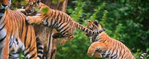Preview wallpaper tigers, cubs, grass, jump