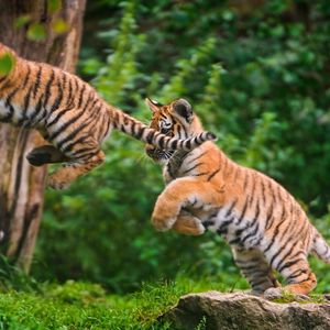 Preview wallpaper tigers, cubs, grass, jump