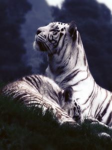 Preview wallpaper tigers, dream, grass
