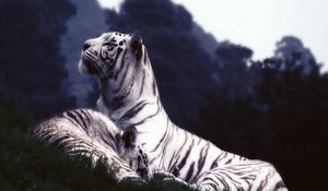 Preview wallpaper tigers, dream, grass
