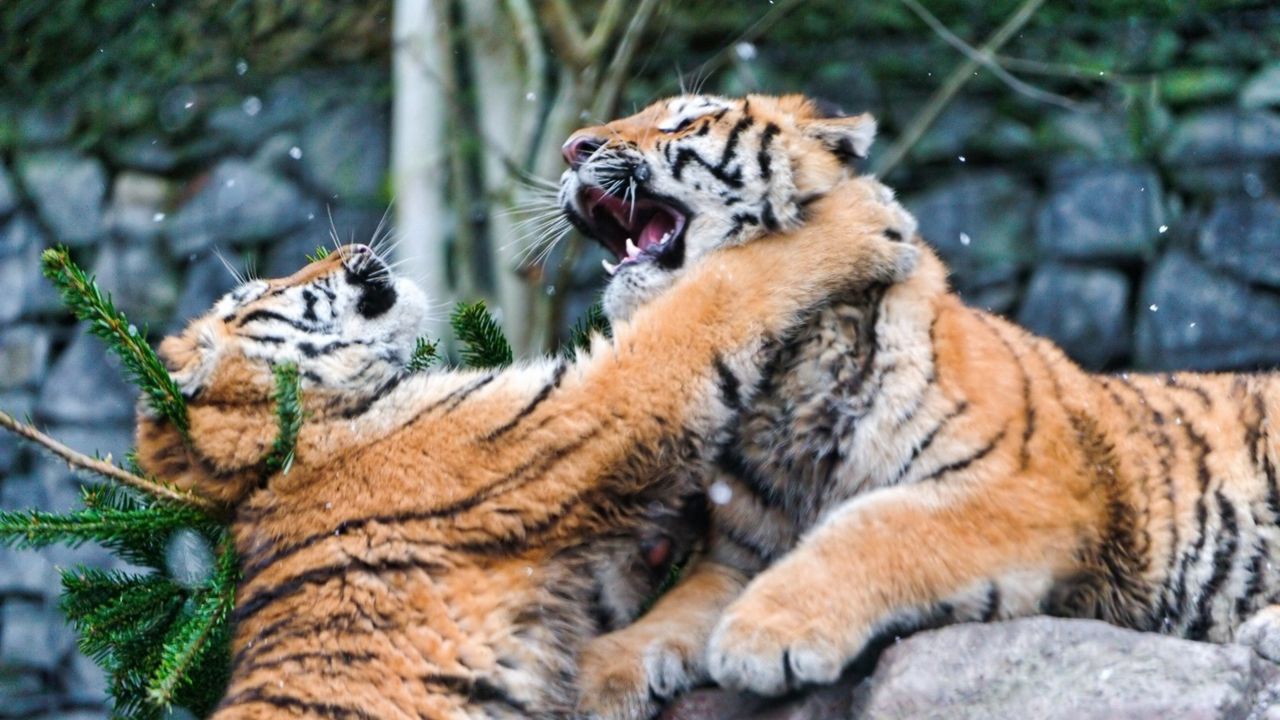 Wallpaper tigers, fighting, predators, animals
