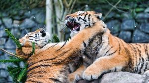 Preview wallpaper tigers, fighting, predators, animals