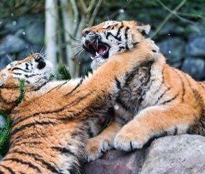 Preview wallpaper tigers, fighting, predators, animals