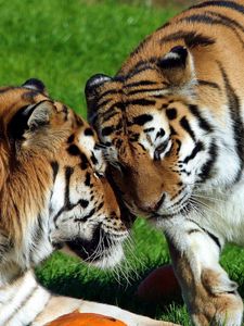 Preview wallpaper tigers, pair, big cats, predators