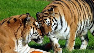 Preview wallpaper tigers, pair, big cats, predators