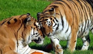 Preview wallpaper tigers, pair, big cats, predators