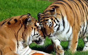 Preview wallpaper tigers, pair, big cats, predators