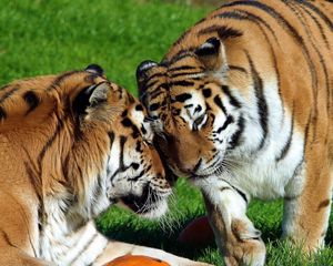 Preview wallpaper tigers, pair, big cats, predators