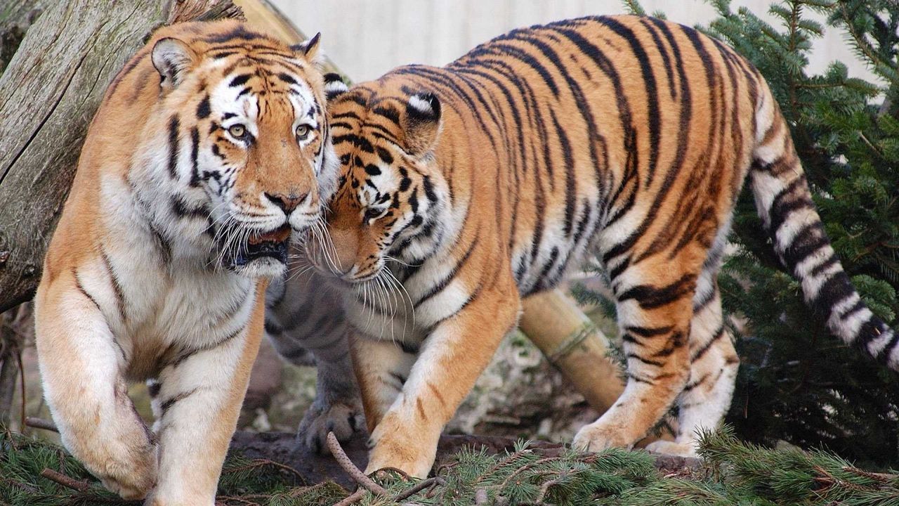 Wallpaper tigers, pair, predators
