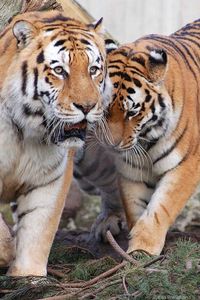 Preview wallpaper tigers, pair, predators