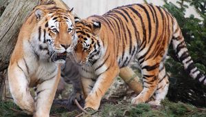 Preview wallpaper tigers, pair, predators