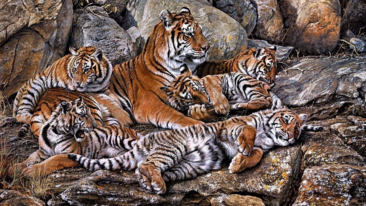 Wallpaper tigers, predators, young, hdr