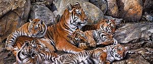 Preview wallpaper tigers, predators, young, hdr