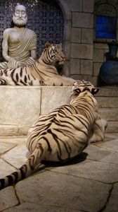 Preview wallpaper tigers, room, albinos, statues
