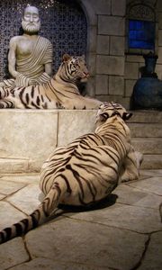 Preview wallpaper tigers, room, albinos, statues