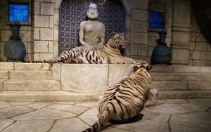 Preview wallpaper tigers, room, albinos, statues