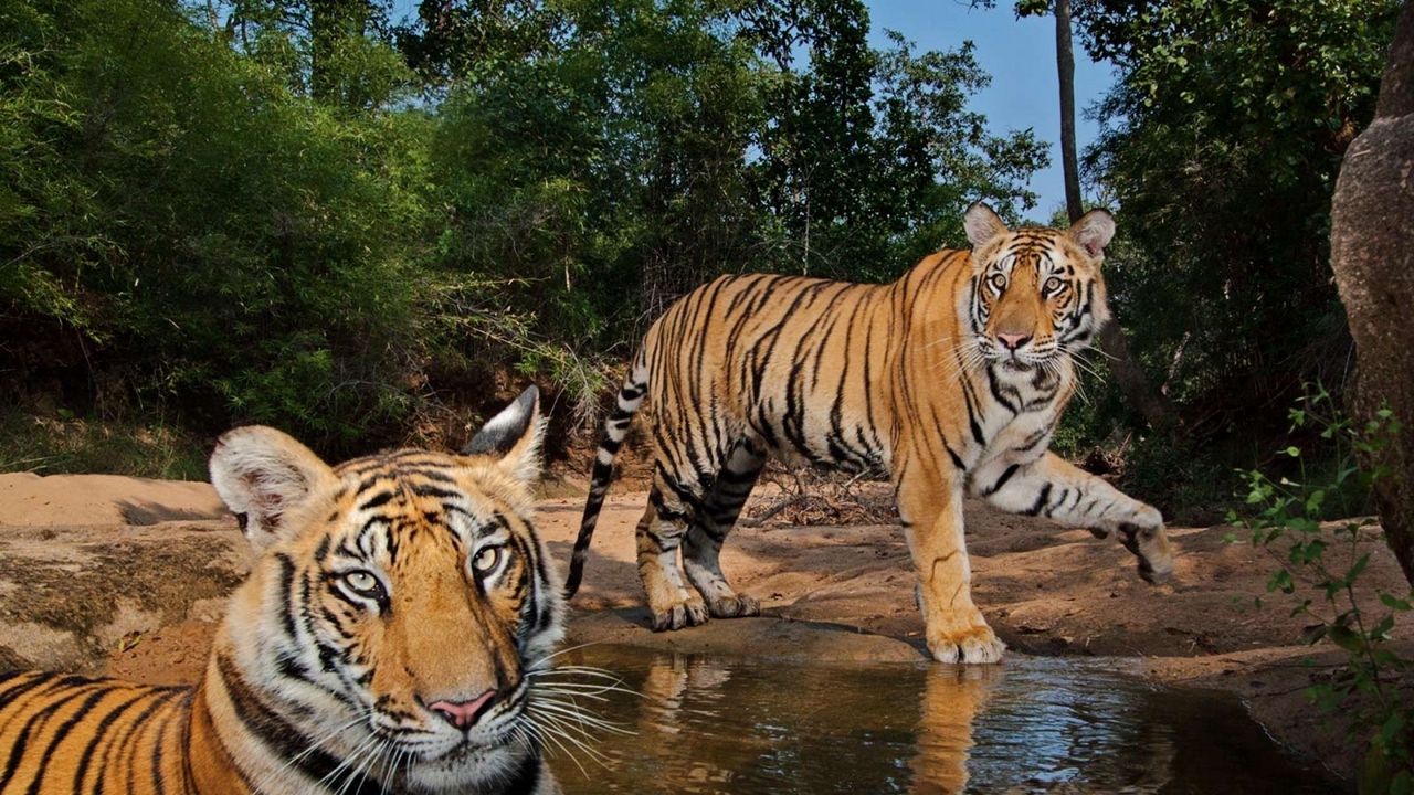 Wallpaper tigers, steam, water, predators