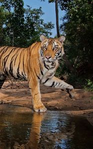 Preview wallpaper tigers, steam, water, predators