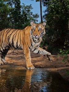 Preview wallpaper tigers, steam, water, predators