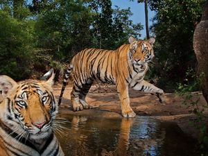 Preview wallpaper tigers, steam, water, predators