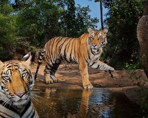 Preview wallpaper tigers, steam, water, predators