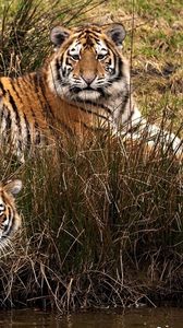 Preview wallpaper tigers, three, grass, walk, predators