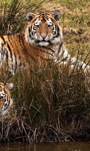 Preview wallpaper tigers, three, grass, walk, predators