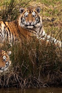 Preview wallpaper tigers, three, grass, walk, predators
