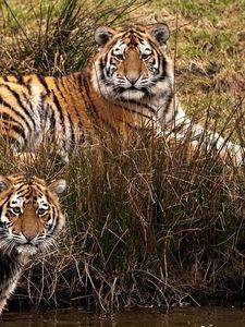 Preview wallpaper tigers, three, grass, walk, predators