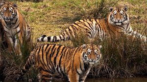 Preview wallpaper tigers, three, grass, walk, predators