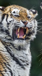 Preview wallpaper tigers, tiger, teeth, aggression, predator