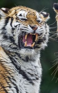 Preview wallpaper tigers, tiger, teeth, aggression, predator