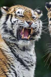 Preview wallpaper tigers, tiger, teeth, aggression, predator