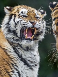 Preview wallpaper tigers, tiger, teeth, aggression, predator