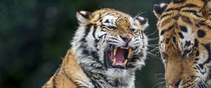 Preview wallpaper tigers, tiger, teeth, aggression, predator