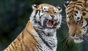 Preview wallpaper tigers, tiger, teeth, aggression, predator