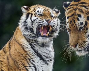 Preview wallpaper tigers, tiger, teeth, aggression, predator