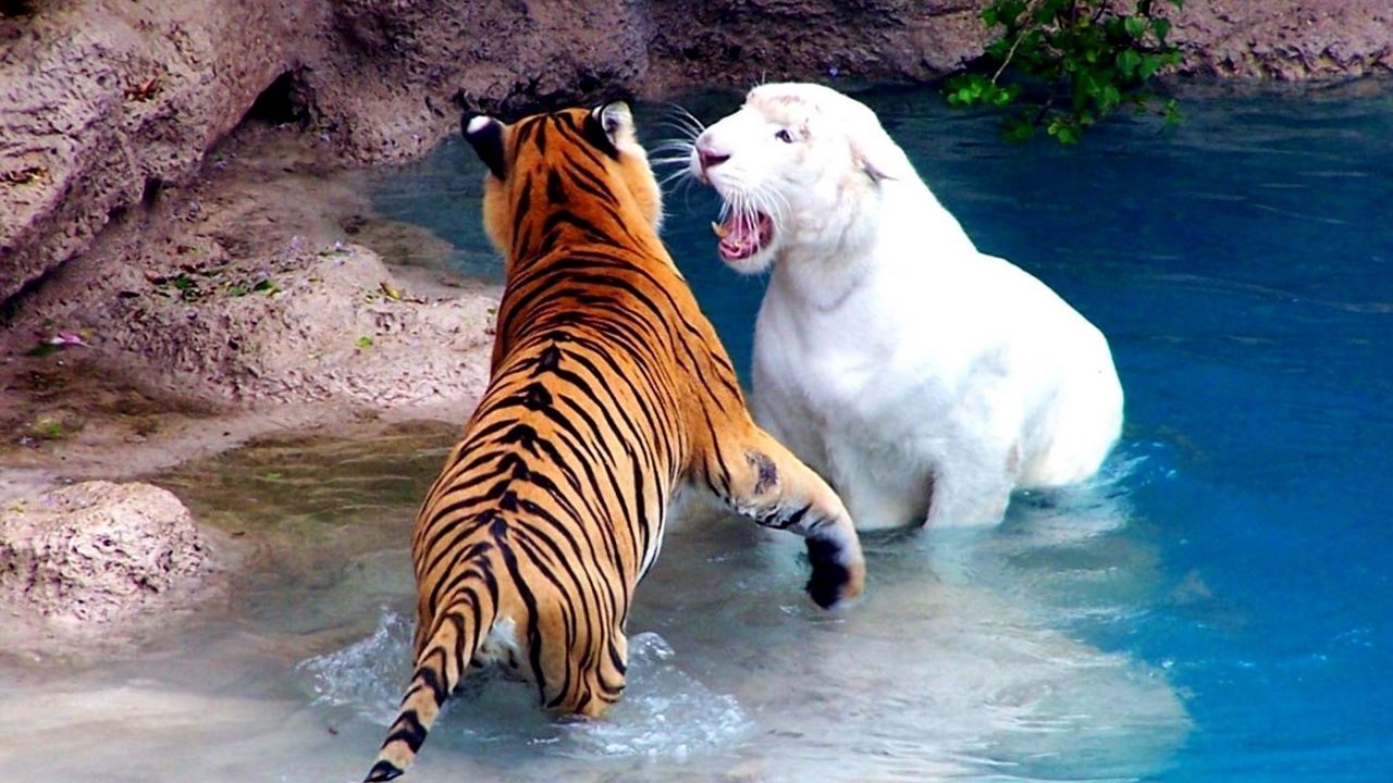 Wallpaper tigers, water, fighting, river